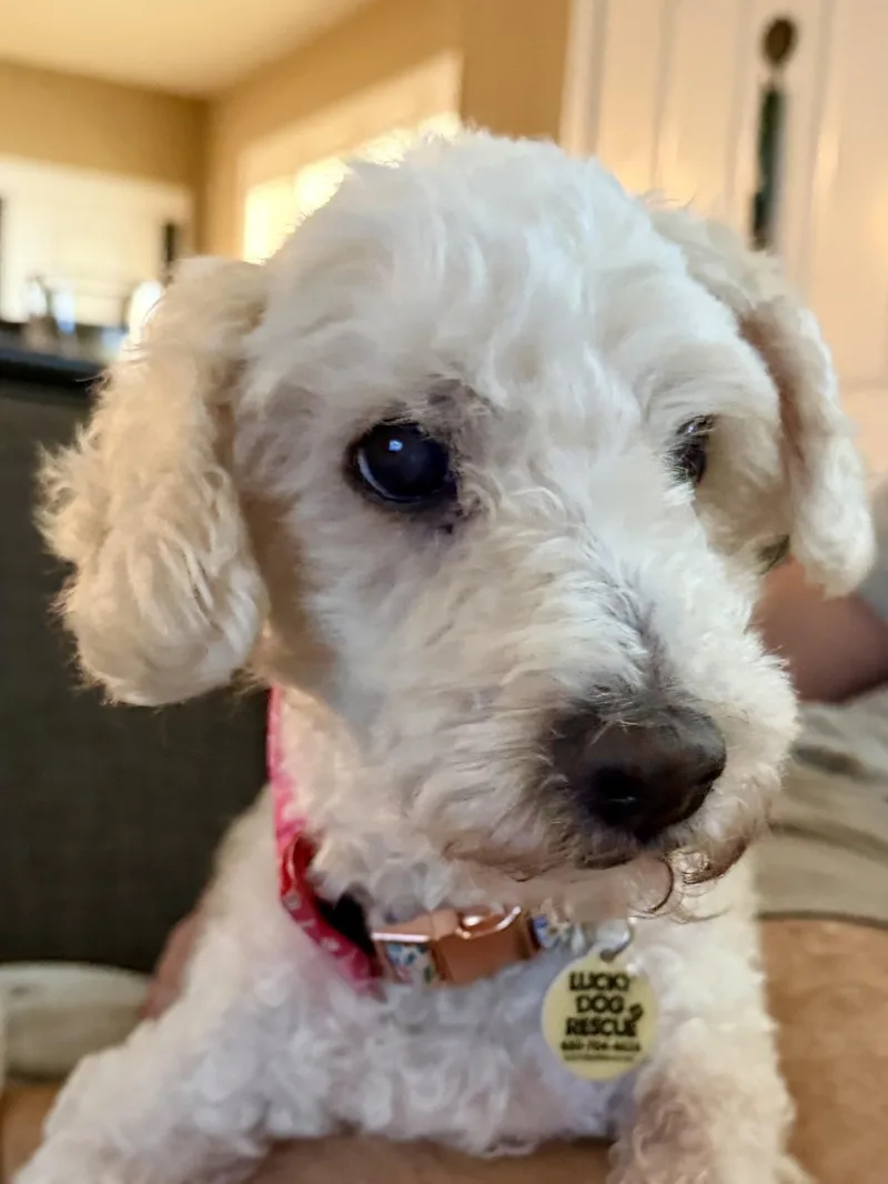 Zadie