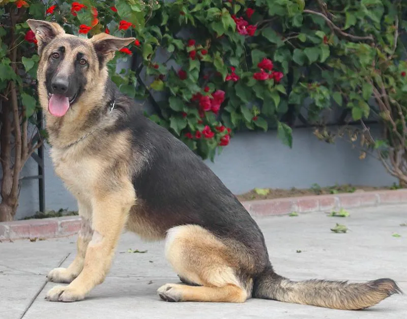 A young large-sized female Black German Shepherd Dog dog named Siouxsie Von Stendal for adoption in Los Angeles, CA