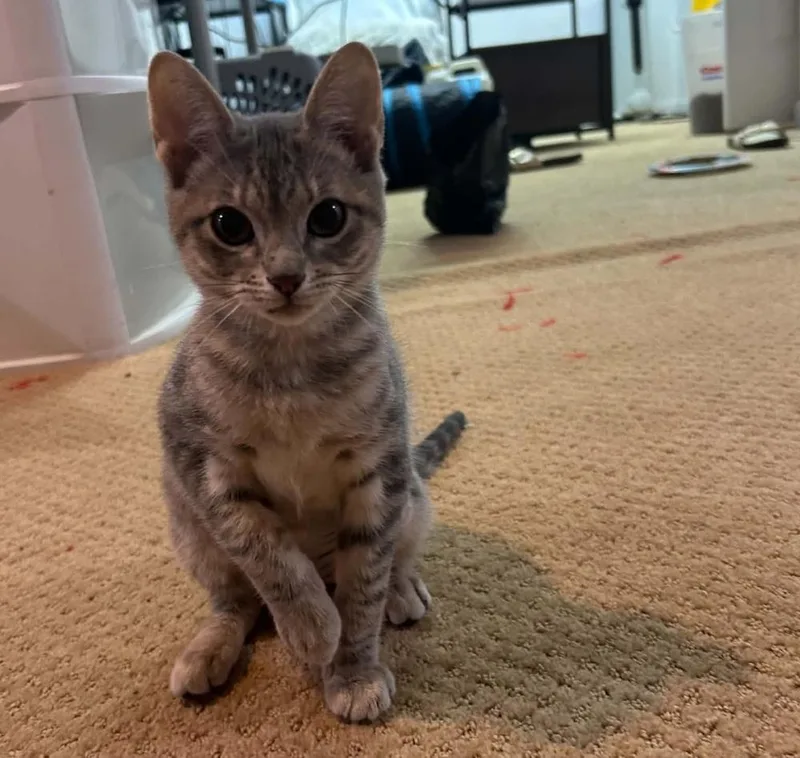 A baby small-sized female Domestic Short Hair cat named Susie for adoption in Sedalia, CO