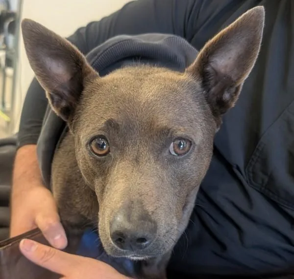 An adult medium-sized male Pit Bull Terrier dog named Wolfie for adoption in El Cajon, CA