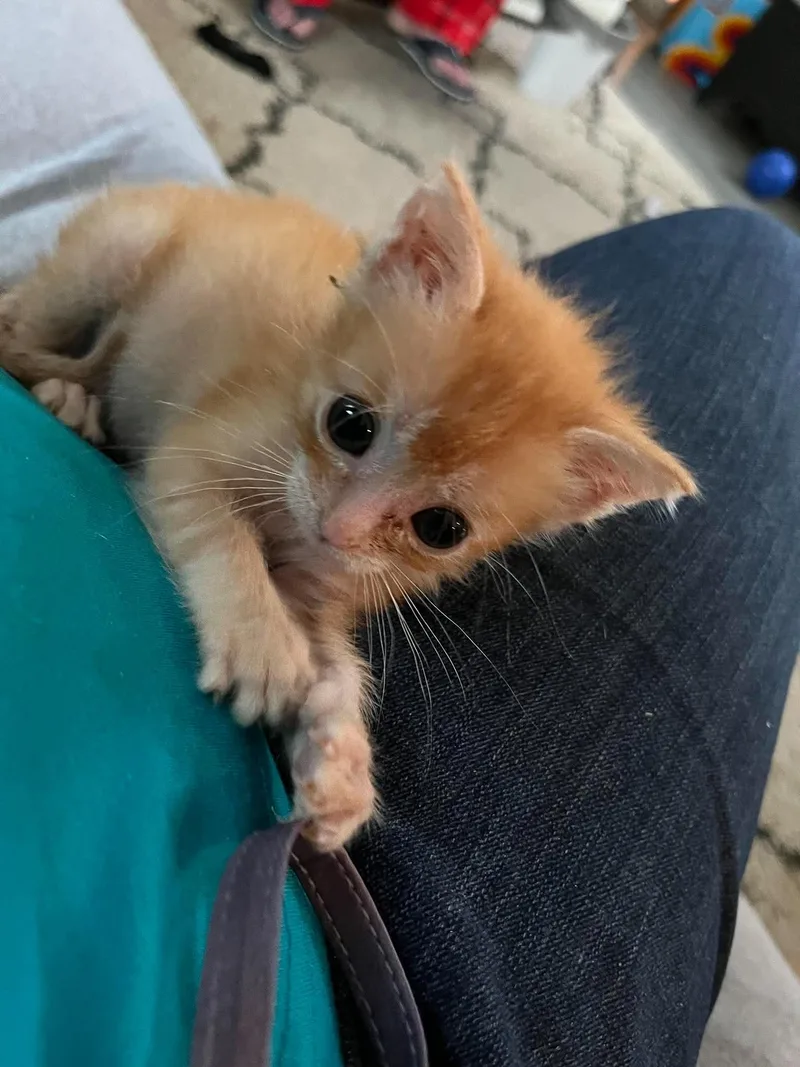 A baby medium-sized female Orange / Red Domestic Short Hair cat named Penny for adoption in Royal Palm Beach, FL