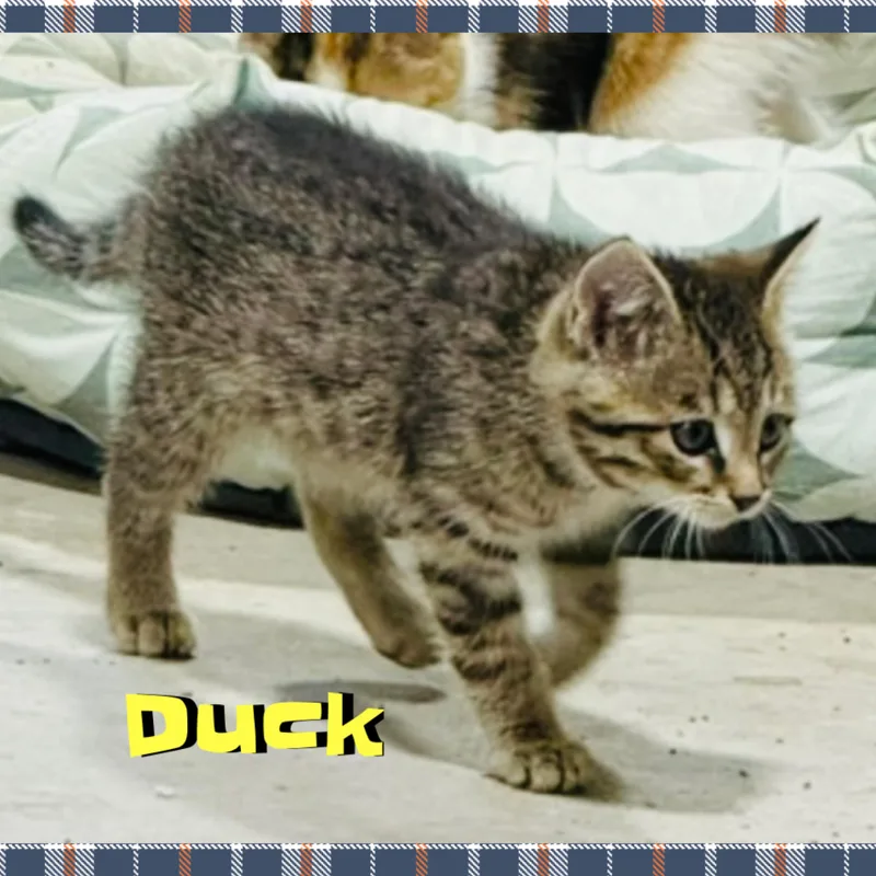 Duck