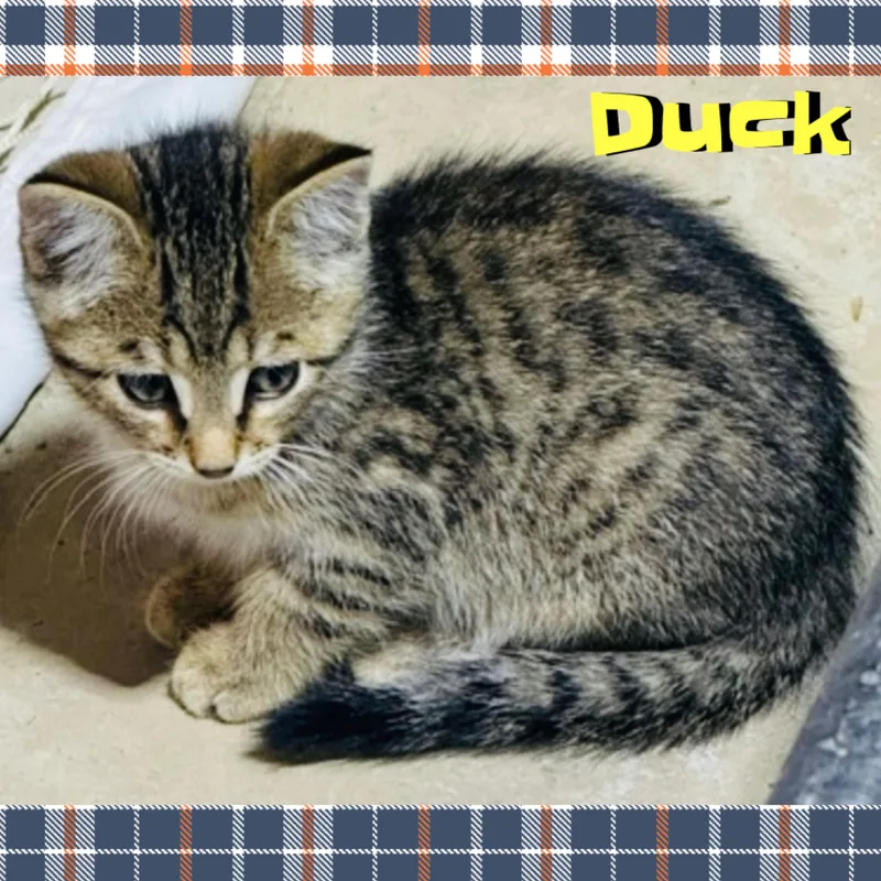 Duck thumbnail 2