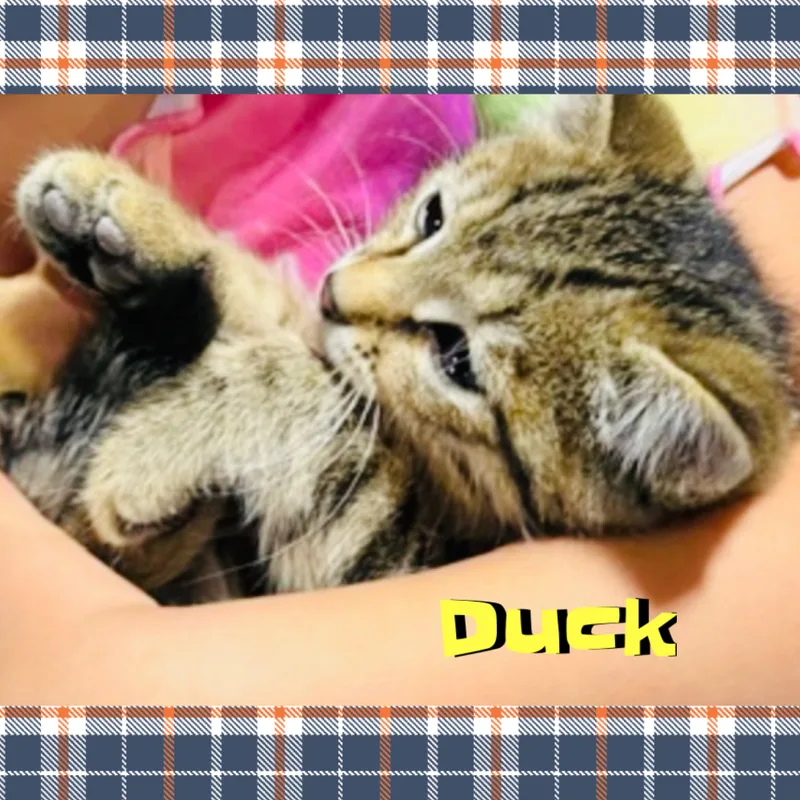 Duck thumbnail 5