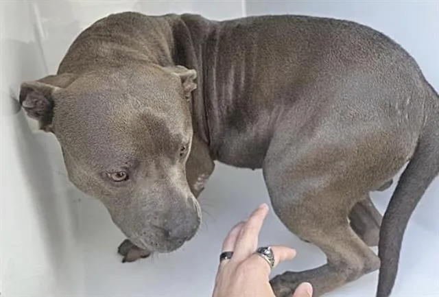 An adult large-sized male Pit Bull Terrier dog named Righteous for adoption in Houston, TX