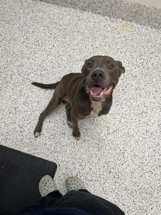An adult medium-sized male Pit Bull Terrier dog named Skor for adoption in Atlanta, GA