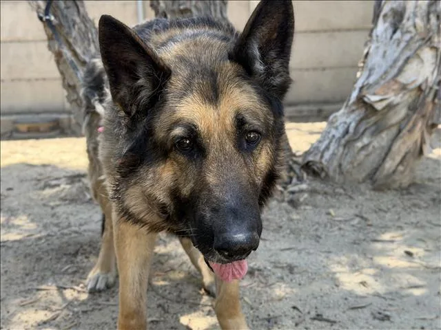 A senior large-sized male German Shepherd Dog dog named Jodi for adoption in Los Angeles, CA