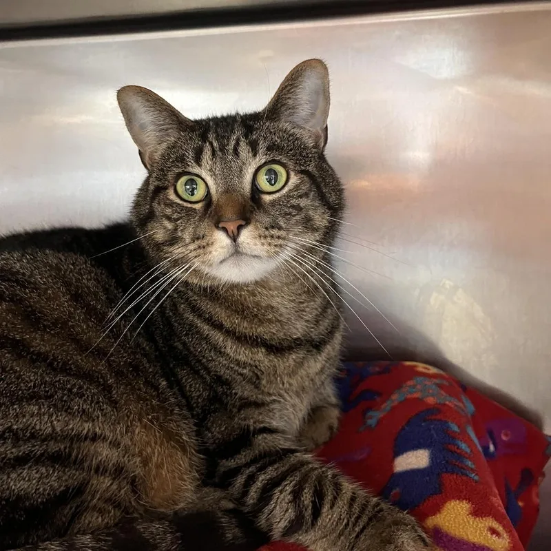 An adult extra large-sized male Brown / Chocolate Domestic Short Hair cat named Loki for adoption in Brockton, MA