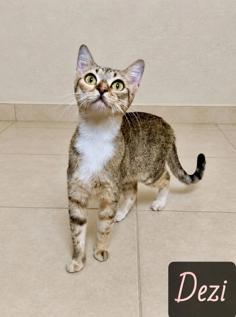An adult medium-sized female Tabby (Buff / Tan / Fawn) Domestic Short Hair cat named Dezi for adoption in Englewood, FL