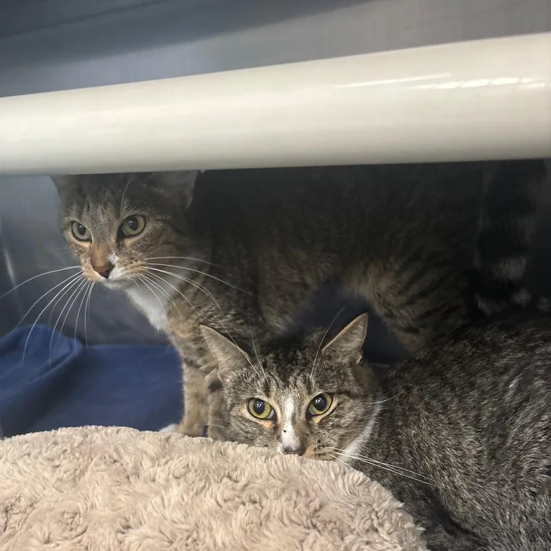 An adult medium-sized female Brown / Chocolate Domestic Short Hair cat named Chipmunk for adoption in Brockton, MA