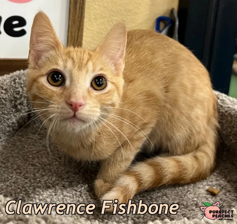 A baby medium-sized male Domestic Short Hair cat named Clawrence Fishbone for adoption in Douglasville, GA