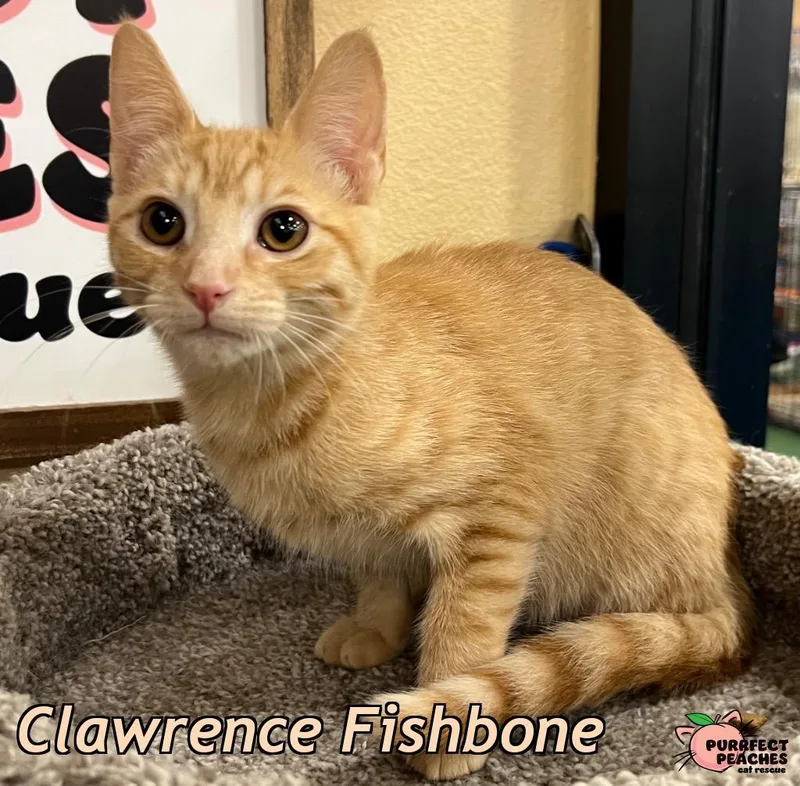 Clawrence Fishbone thumbnail 2