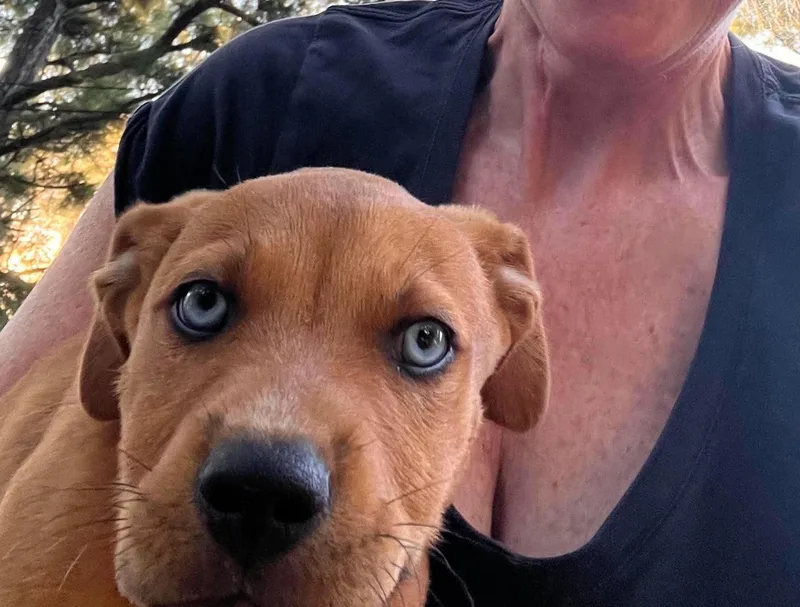 A baby medium-sized male Mixed Breed dog named Levi for adoption in Monona, WI