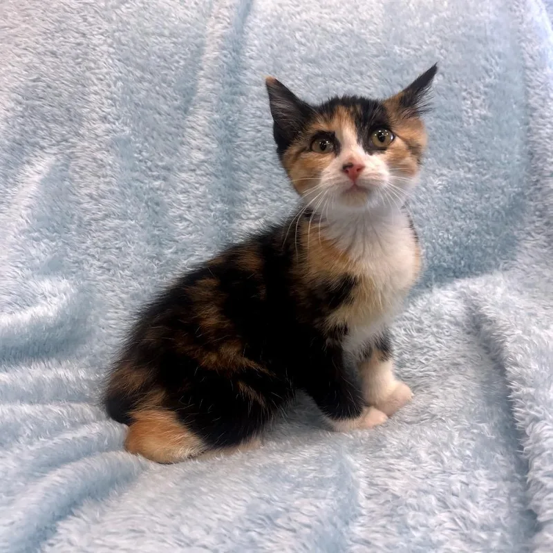 A baby small-sized female Tortoiseshell Domestic Medium Hair cat named Elinor for adoption in Park City, UT