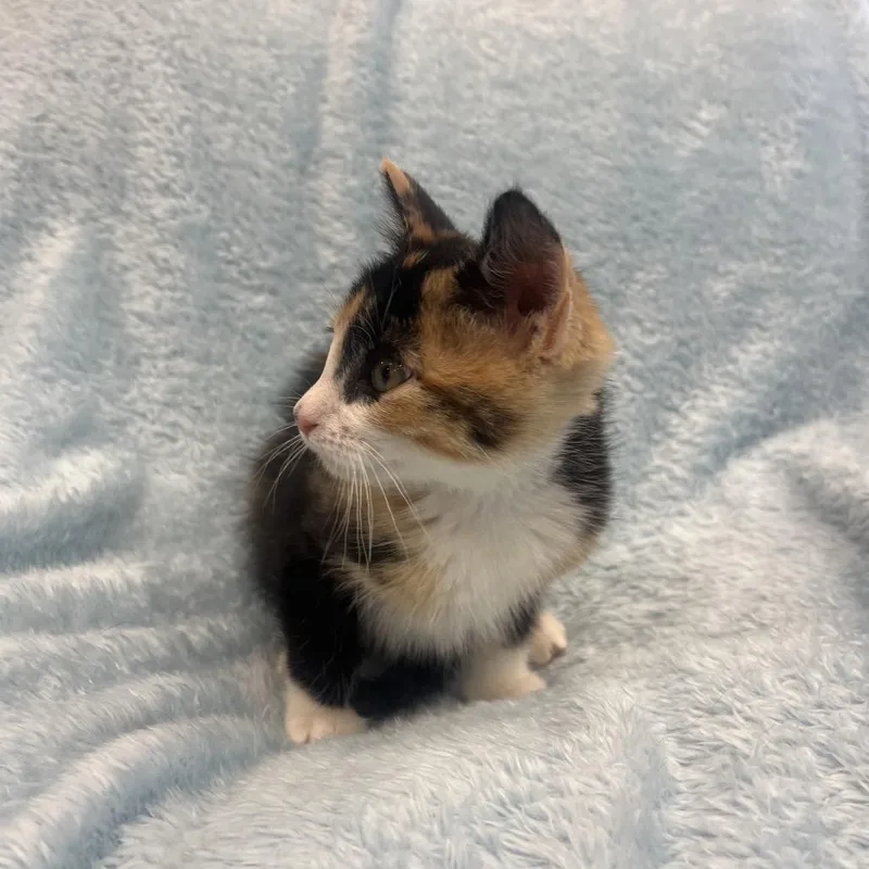 Elinor thumbnail 2