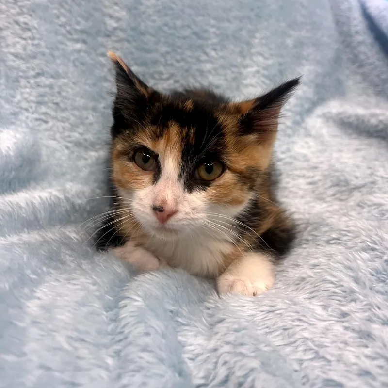 Elinor thumbnail 3