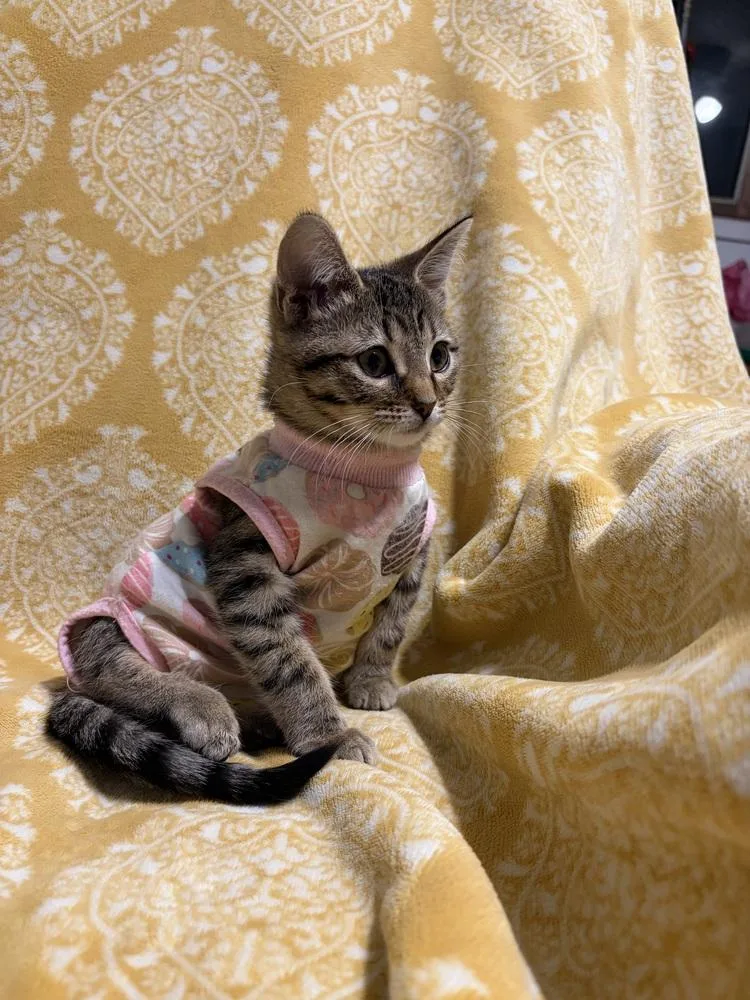 A baby small-sized female Domestic Short Hair cat named Tumeric for adoption in Wheaton, IL