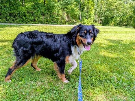 A baby medium-sized female Tricolor (Brown, Black, & White) Australian Shepherd dog named Cali for adoption in Bedford Hills, NY