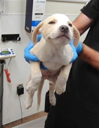 A baby medium-sized male German Shorthaired Pointer dog named Duck for adoption in Albuquerque, NM