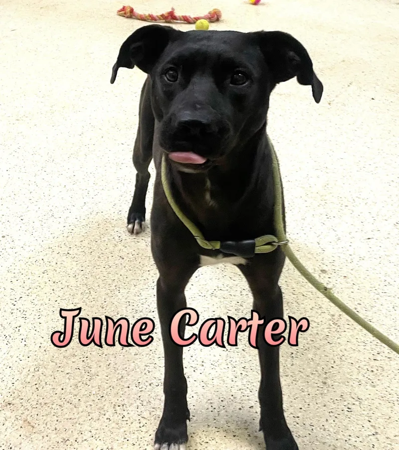 June Carter thumbnail 5