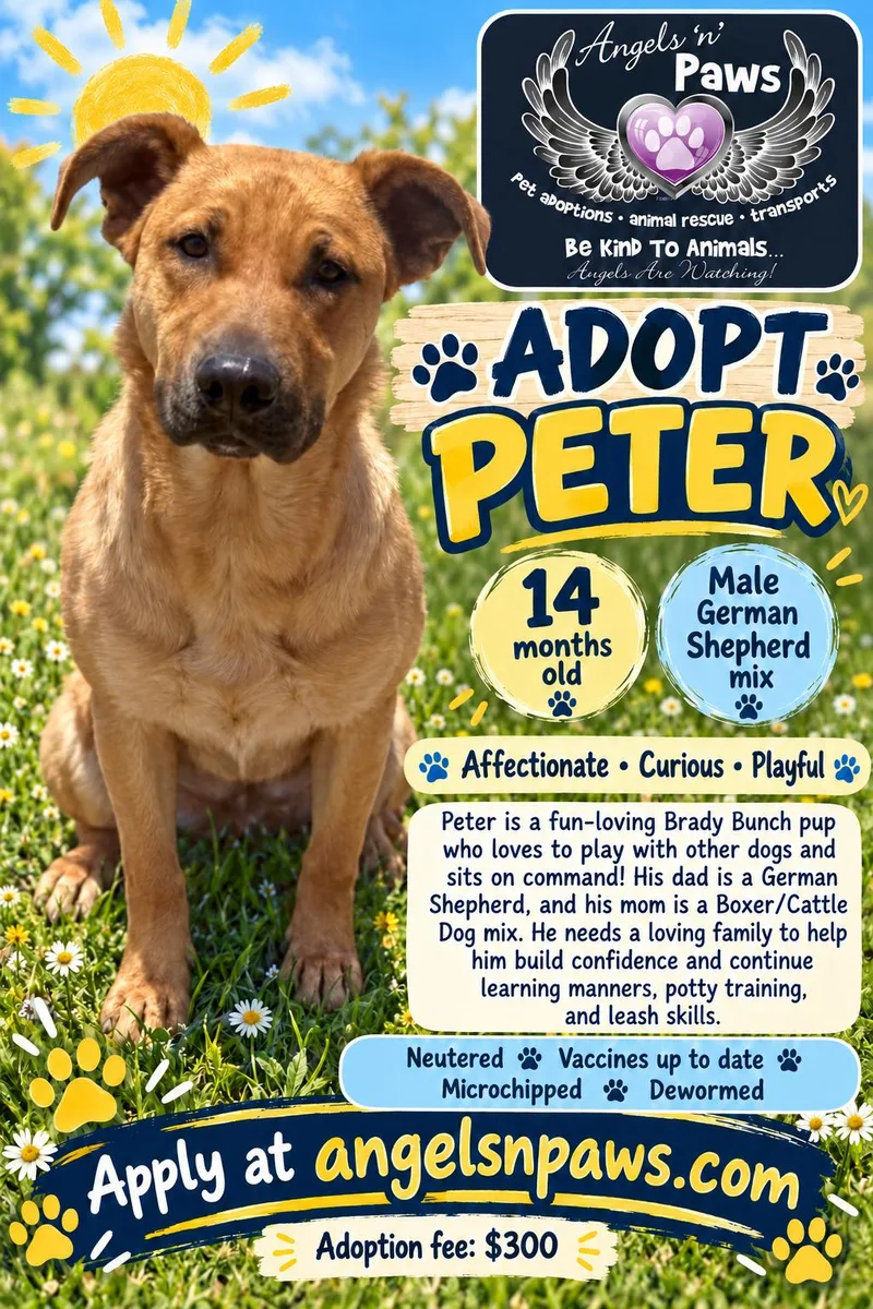 A young large-sized male German Shepherd Dog dog named Peter for adoption in Rancho Cucamonga, CA