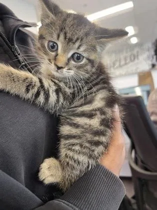 A baby small-sized female Domestic Short Hair cat named Coffee Bean for adoption in West Chester, PA