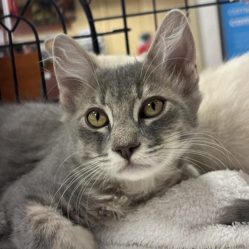 A baby medium-sized female Domestic Short Hair cat named Sisca for adoption in Sonora, CA
