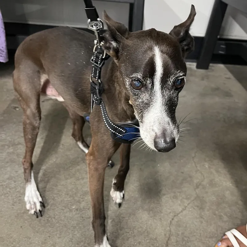 A senior small-sized male Black Italian Greyhound dog named Mars for adoption in Tampa, FL