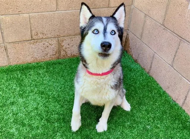 A young large-sized female Siberian Husky dog named Alia for adoption in Moreno Valley, CA