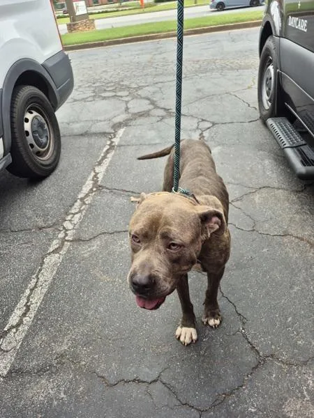 An adult large-sized male Pit Bull Terrier dog named Pen  Ramsey for adoption in Lawrenceville, GA