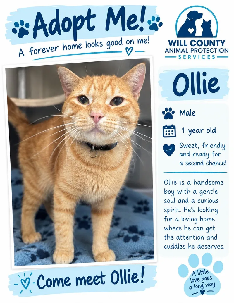 An adult medium-sized male Tabby (Orange / Red) Domestic Short Hair cat named Ollie for adoption in Joliet, IL