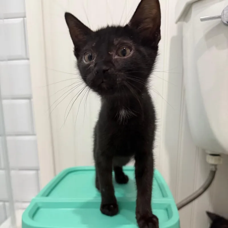 A baby small-sized female Black Domestic Short Hair cat named Cerise for adoption in Seminole, FL