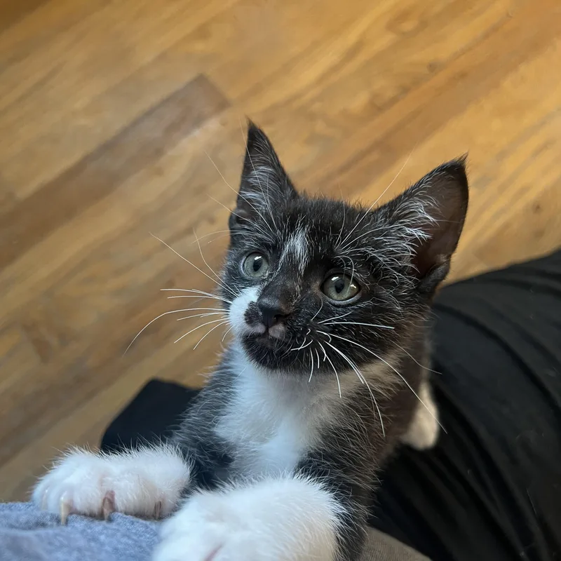 Willy Wonkat
