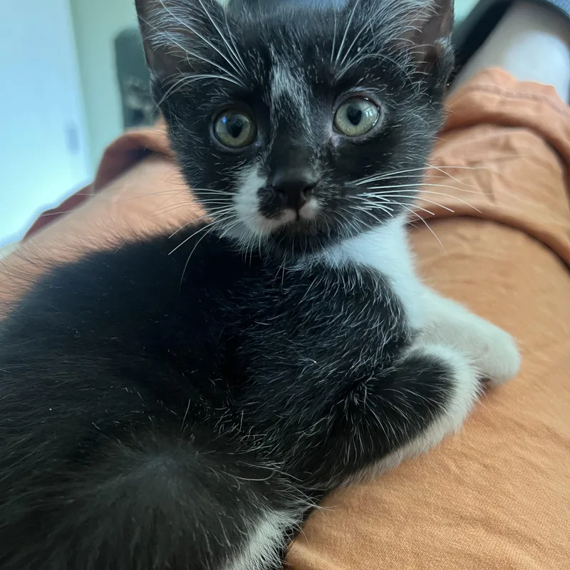 Willy Wonkat thumbnail 2