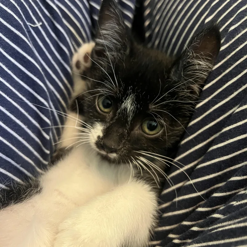 Willy Wonkat thumbnail 4