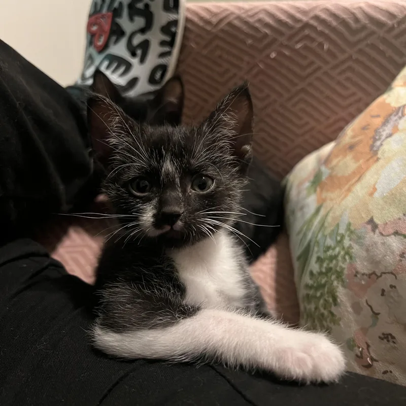 Willy Wonkat thumbnail 5