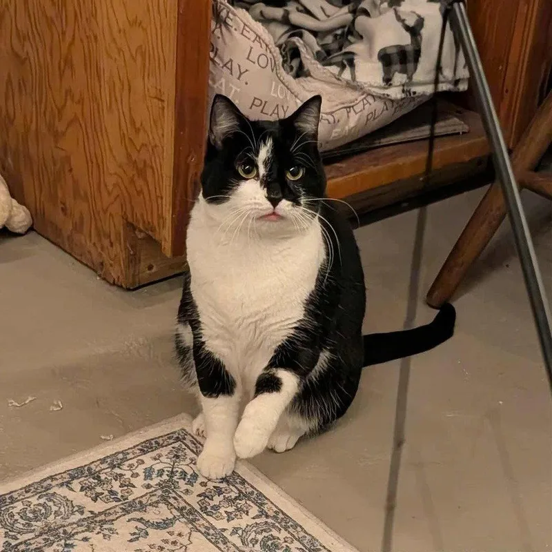 An adult medium-sized female Domestic Short Hair cat named Skye Thea for adoption in Candler, NC