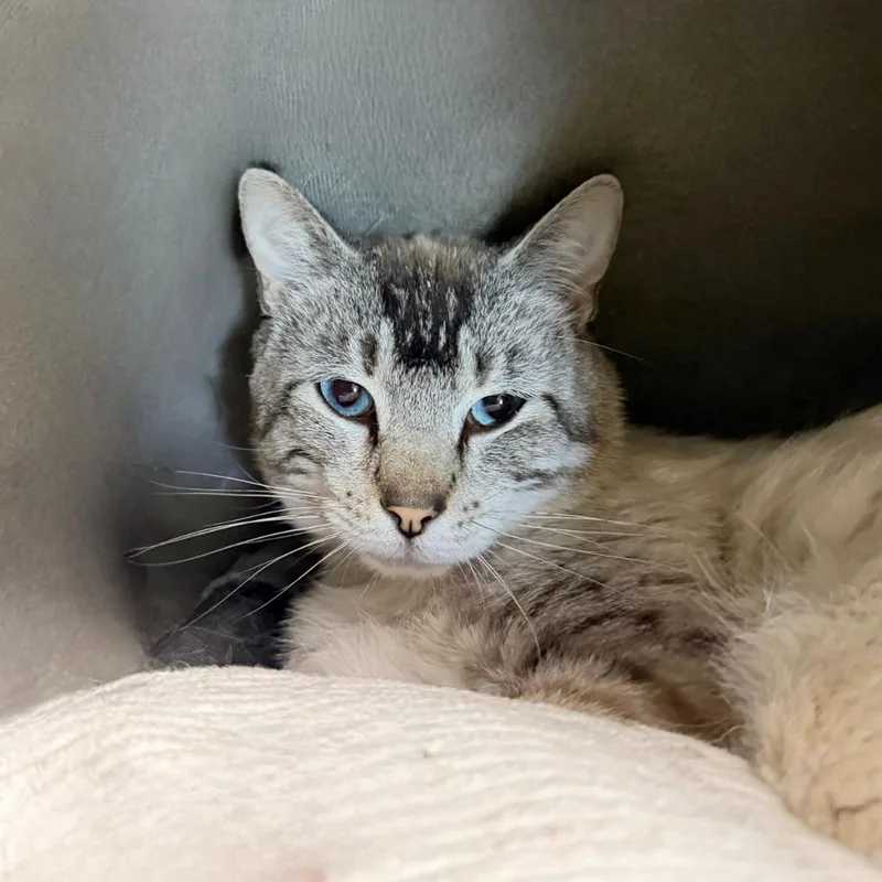 A young large-sized male Domestic Short Hair cat named Artemis for adoption in State College, PA