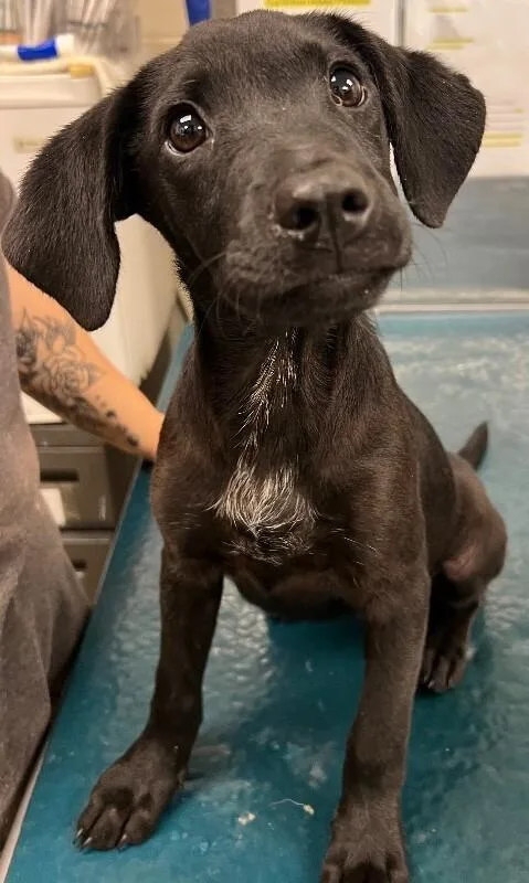 A young medium-sized female Black Mixed Breed dog named Tippy for adoption in Mobile, AL