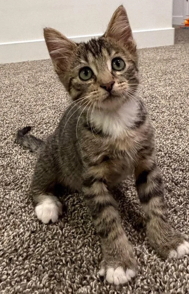A baby small-sized male Tabby cat named Rocky for adoption in Saint George, UT