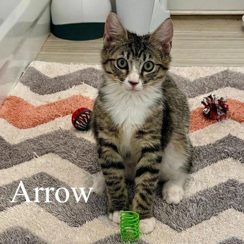 A baby medium-sized male Tabby (Brown / Chocolate) Domestic Short Hair cat named Arrow for adoption in Queen Creek, AZ