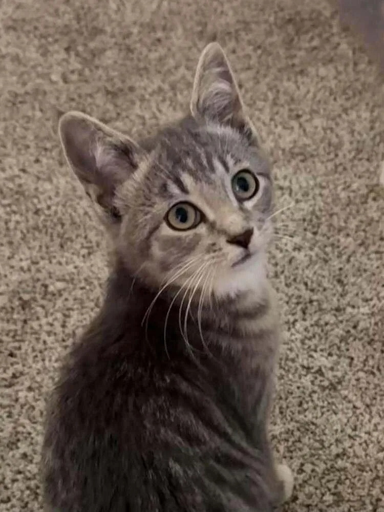 A baby small-sized male Domestic Short Hair cat named Zig Zag Be. for adoption in Peoria, IL