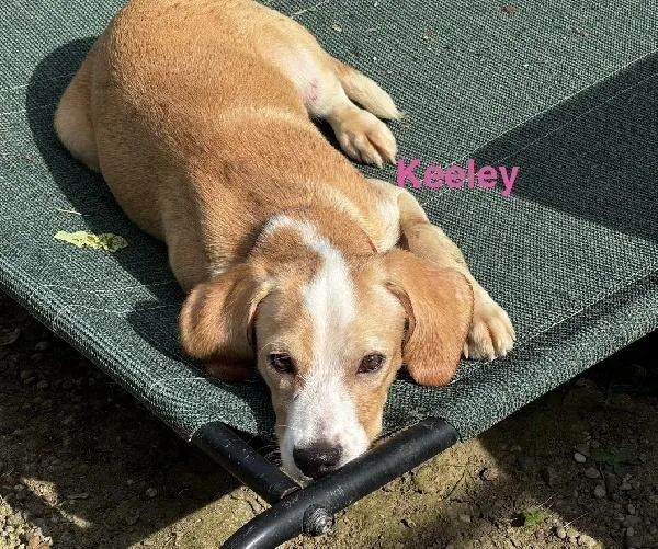 A baby medium-sized female Bicolor Beagle dog named Keeley for adoption in Scottsburg, IN