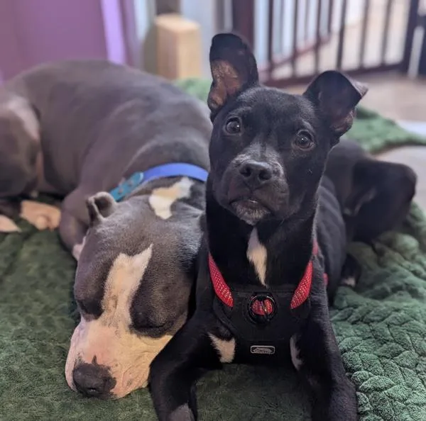 A young medium-sized female Mixed Breed dog named Gonzo for adoption in Santa Rosa, CA