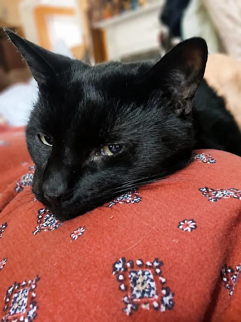 A young medium-sized male Black Domestic Short Hair cat named Jermaine Petite Panther Boy for adoption in Bloomfield, NJ