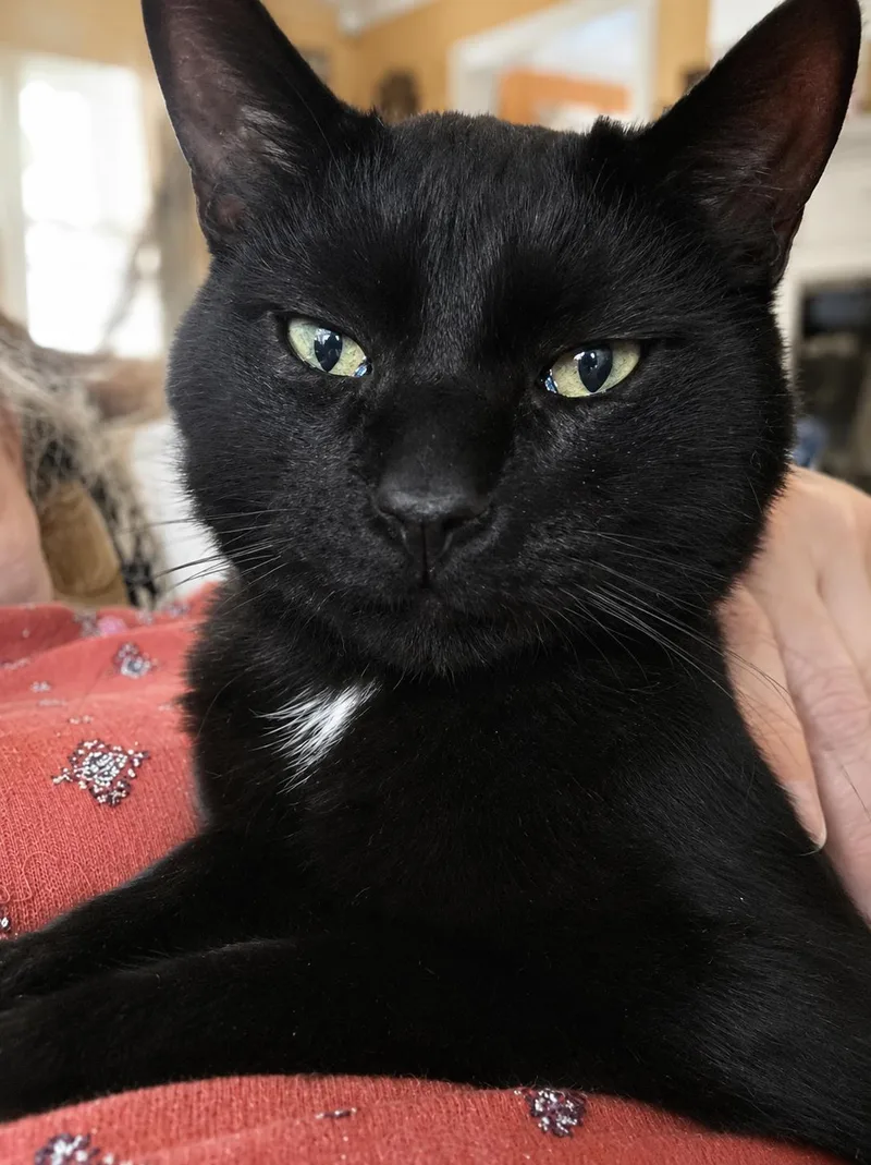 Jermaine Petite Panther Boy thumbnail 2