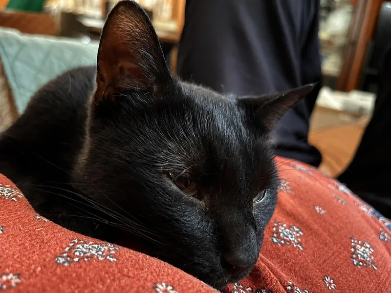 Jermaine Petite Panther Boy thumbnail 3