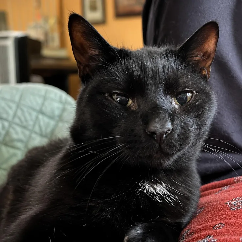 Jermaine Petite Panther Boy thumbnail 5