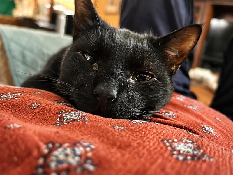 Jermaine Petite Panther Boy thumbnail 6