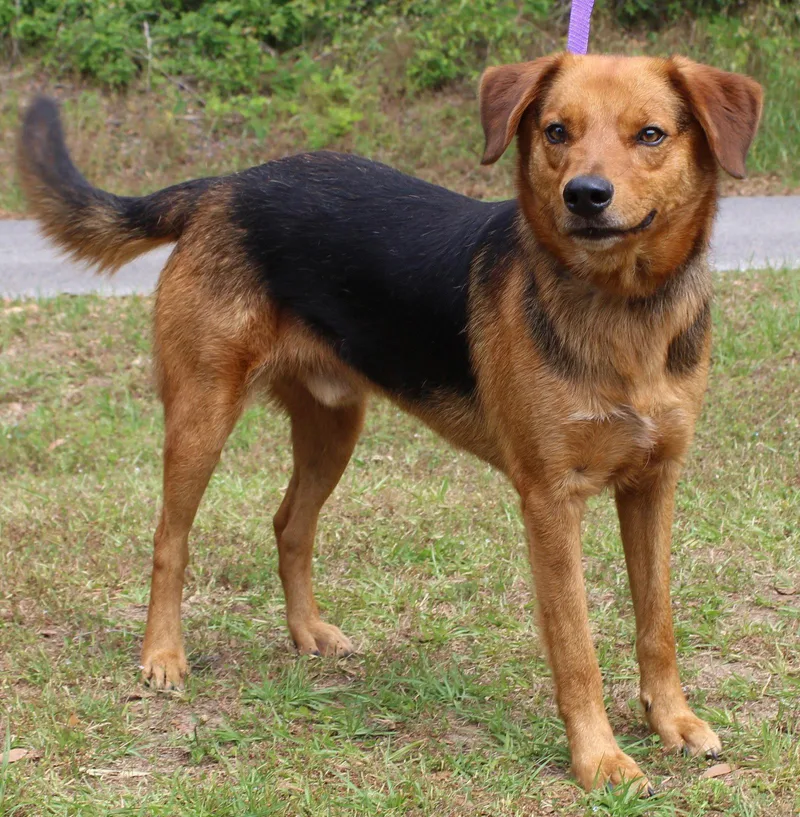 An adult large-sized male Shepherd dog named Grin for adoption in Prattville, AL